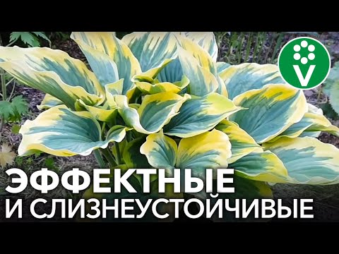 10 СОРТОВ ХОСТ, КОТОРЫЕ ДОЛЖНЫ БЫТЬ В КАЖДОМ САДУ!