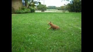 Rare Mini Shiba Inu Puppy For Sale, part 3