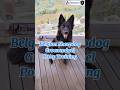 Melatih Anjing Potty Training #pelatihanjing#dogtraining #dogtrainer #belgiansheepdoggroenendael