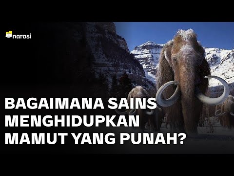 Video: Populasi Bumi, atau Kepunahan mamut modern