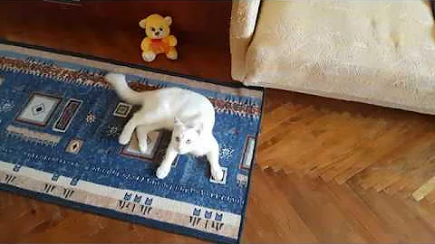 Video 1246201: turkish angora, white male cat