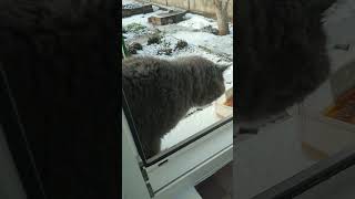 Мій Підопічний Зранку На Сніданок.