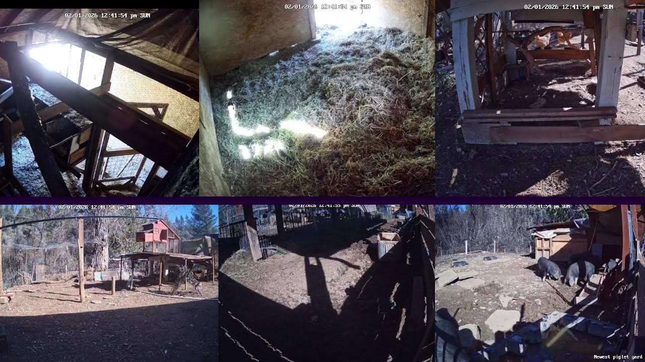 Baby Piglets! Hen Stream Homestead Live (Happy Animals