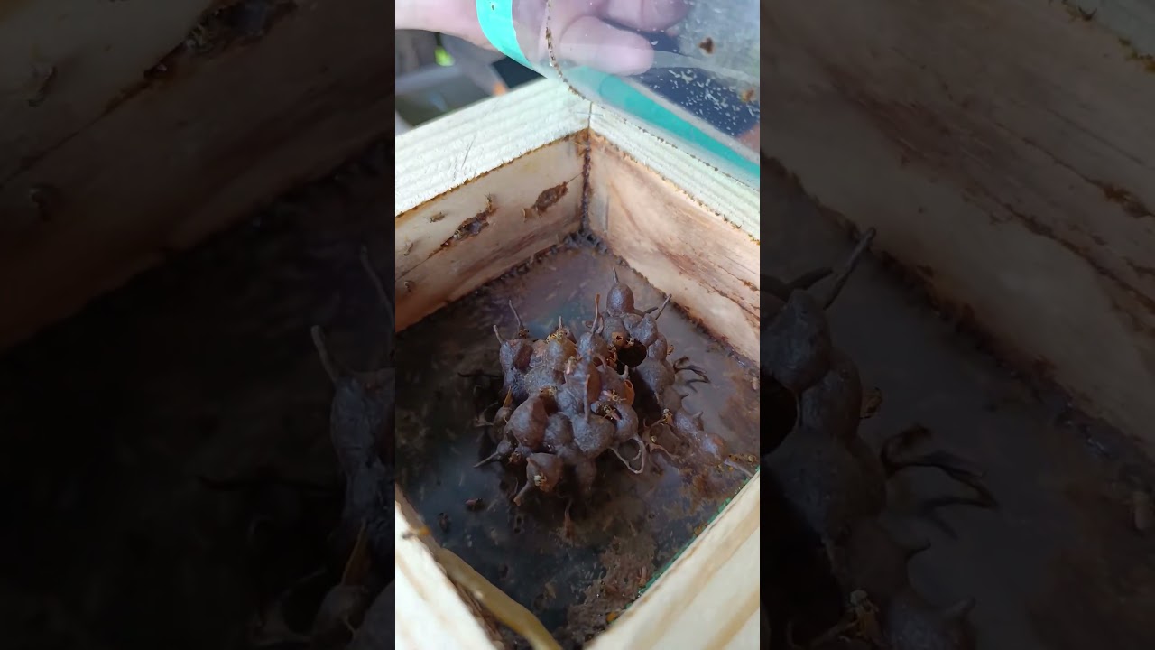 Abelha Jataí, revisão 20 dias após a transferência da isca pet 