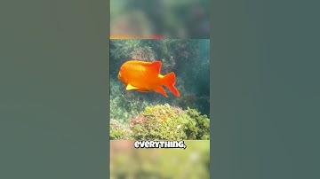 The Fish That ATTACKS Divers to Protect Its Garden?! 😠