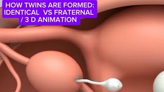 How Twins Are Formed: Identical vs Fraternal | 3D Educational Animation