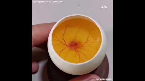 How A Chick Born From A Egg 🐣 - Interesting Video - 😱 - DayDayNews