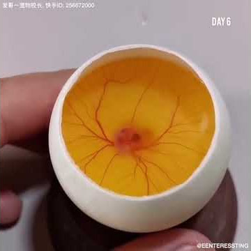 Bagaimana Anak Ayam Lahir Dari Telur 🐣 - Video Menarik - 😱
