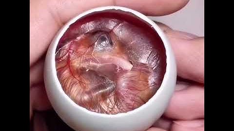 How A Chick Born From A Egg 🐣 - Interesting Video - 😱
