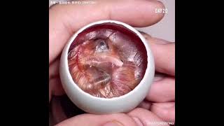 How A Chick Born From A Egg - Interesting Video - 