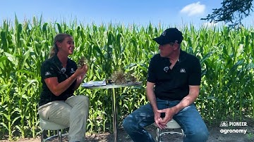 Corn Rootworm Feeding Assessment | Pioneer Agronomy Digital Studios