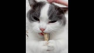 Cat Eating Asmr