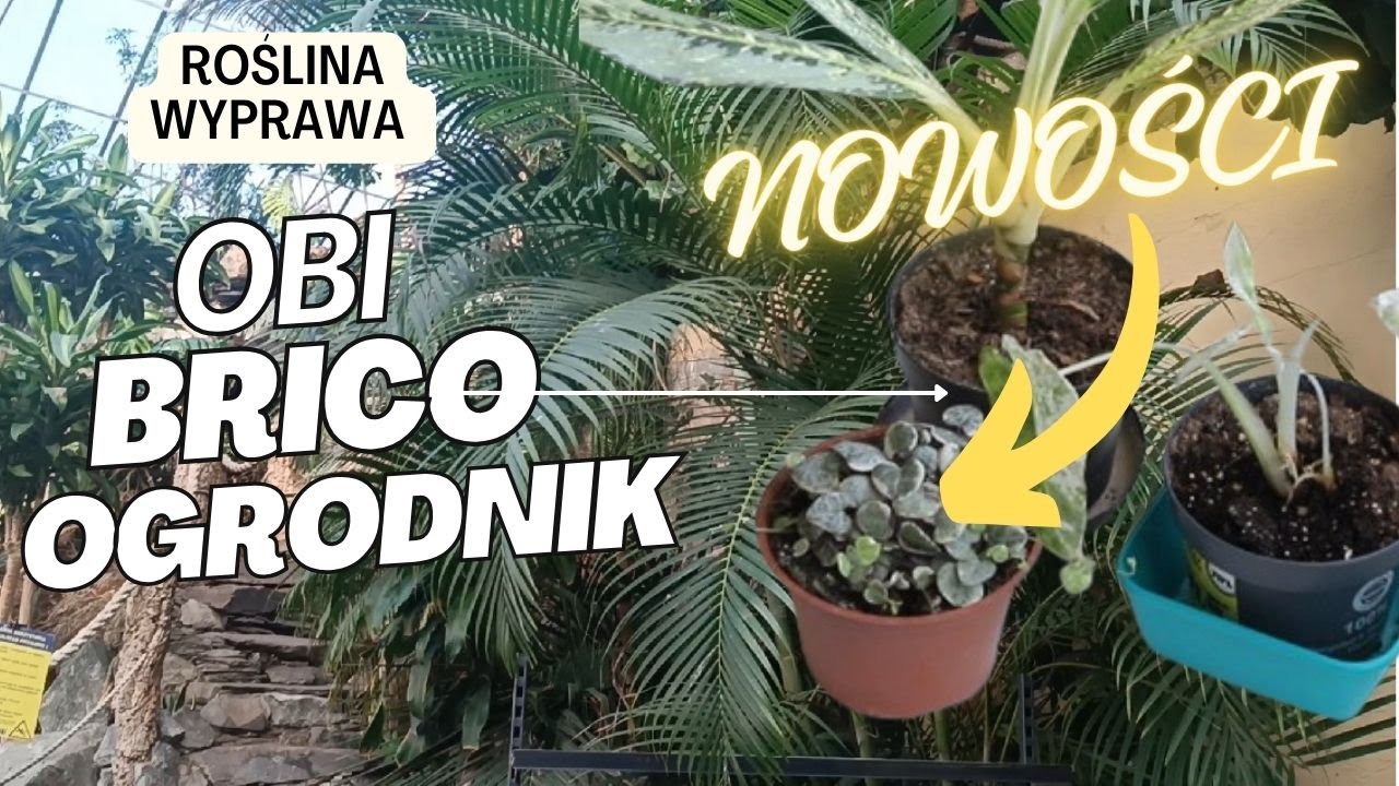 Spacer wśród roślin * znowu kupiłam rośliny * rośliny z marketów budowlanych * OBI * Brico Marche