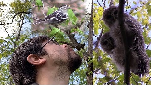 Birdwatching during Spring Migration