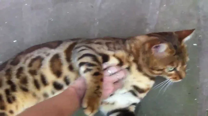 Watch the video about My bengal boys