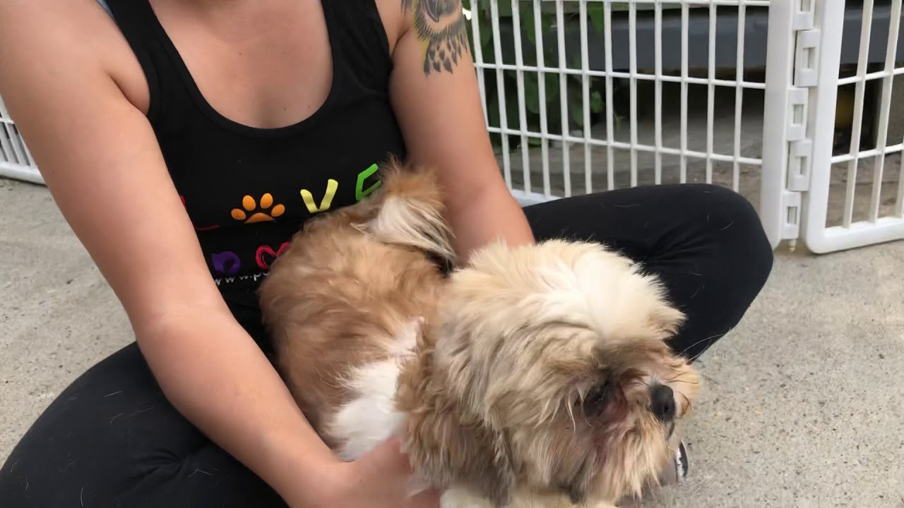Peaches at Posh Pets, Long Beach, NY YouTube