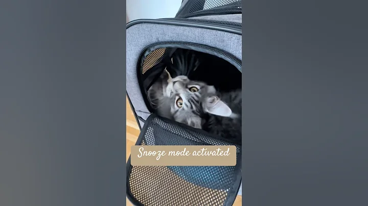 Video 11843831: maine coon kitten, perfect maine coon, spotted kitten, kitten travel