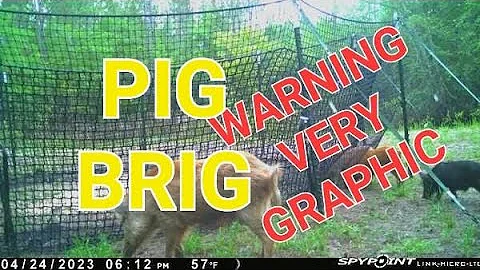Pig Brig - WARNING VERY GRAPIC
