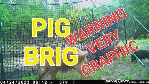 Pig Brig - WARNING VERY GRAPIC