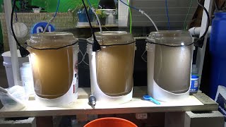 DIY 5 Gallon BBS Baby Brine Shrimp Hatchery