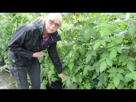 Video: Funktioner för att odla hallon