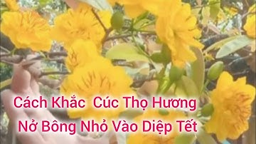 Nên Khắc Phục Ngay Bây Nếu Bạn không Muốn Mai Cúc Thọ Hương Của Bạn Nở Bông Nhỏ Vào Diệp Tết