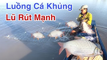 Độc đáo nghề giăng lưới 3 màng mùa nước nổi,trúng luồng cá mè vinh khủng