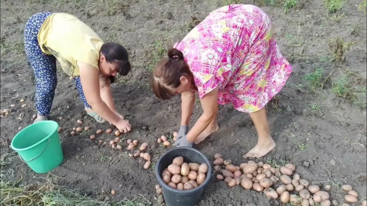 Бараболя, бараболька😂😂😂😂 - YouTube