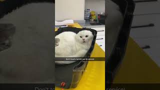 Funny Pets | 2024 Funny Dogs And Funny Cats Videos    #52