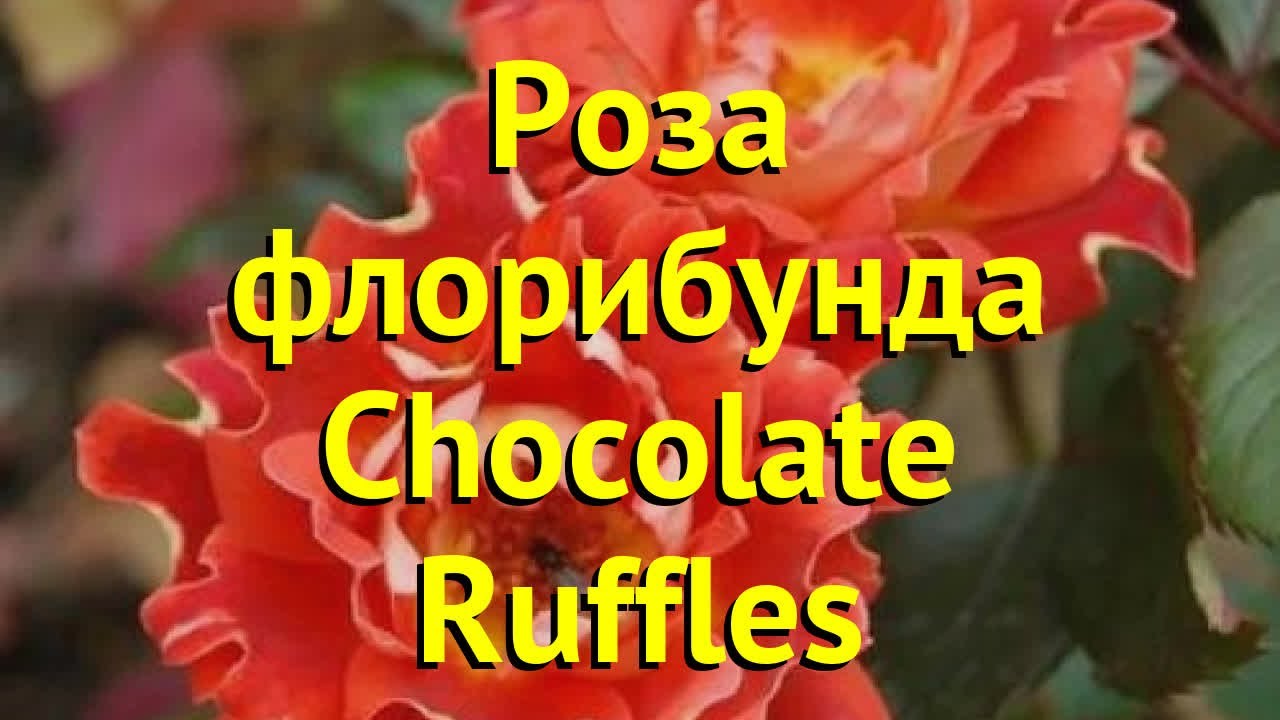 Роза флорибунда Шолокод Руффлес. Краткий обзор, описание характеристик ...