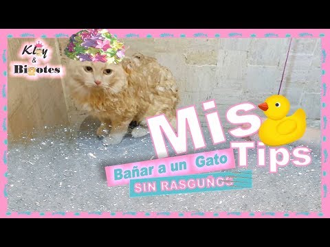 Video: Envuelva la toalla con su gato en 5 pasos sin rasguños