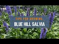 Growing Salvia: Tips for Blue Hill Woodland Sage