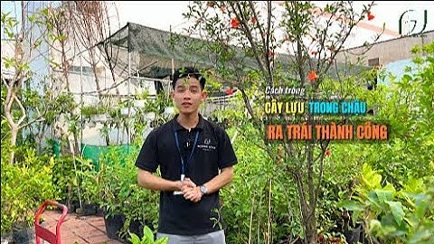 Hướng dẫn chọn giống và cách trồng Lựu ra thật nhiều trái