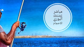 صيد سمك البوري اكتشاف جديد فى ملاحات برج العرب