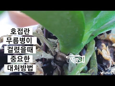 Βίντεο: Έλεγχος σήψης βαμβακερών ριζών μπάμιες - Αντιμετώπιση της σήψης ρίζας του Τέξας σε φυτά μπάμιες