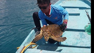 ngư dân Phú Quý giải cứu hai con  rùa biển bị dính lưới ( Rescuing sea turtles caught in a net )