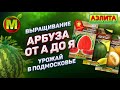 🔥 Выращивание АРБУЗА от А до Я. Урожай 2021 в Подмосковье.