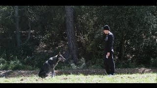 Video Lobo Negro Ambkor