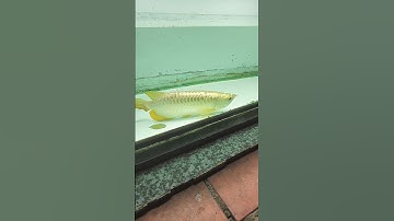 Cá rồng bị nằm đáy do thay nước không sử dụng khoán nhật bản