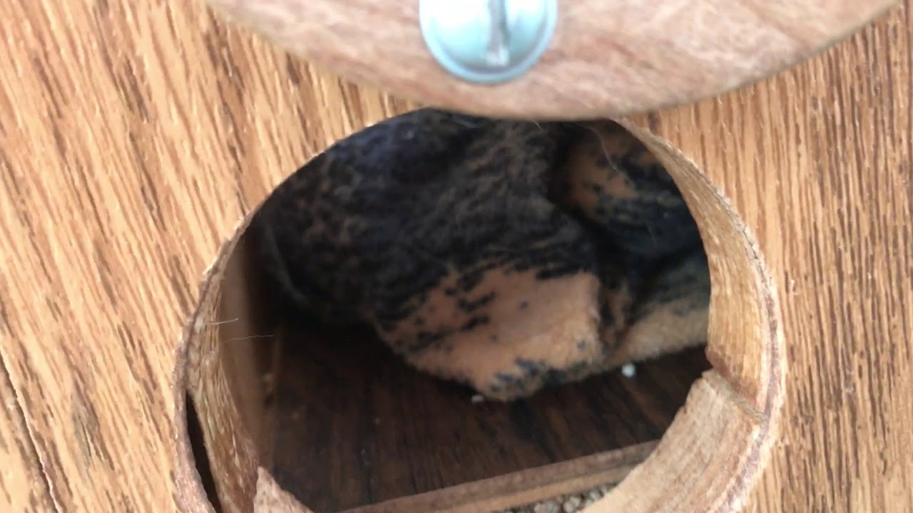 How I Clean My Ferrets Cage YouTube