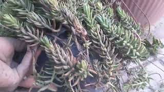 نبات السدم/نبات عصاري/Sedum morganianum/نباتات الزينة/طريقة العناية والإكثار/نباتات داخلية