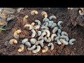 Amazing Coconut Grub Hunt – Hidden Inside Rotten Logs!