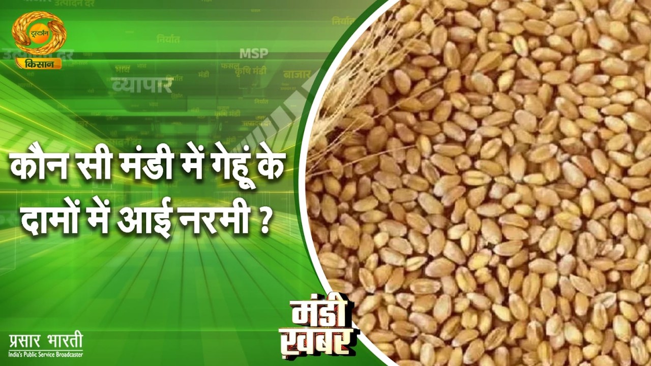 Mandi Khabar: कौन सी मंडी में गेहूं के दामों में आयी नरमी | DD Kisan | 26/02/2026