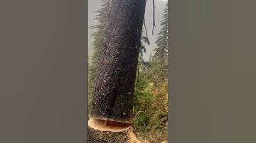 the process of cutting down a large tree using a saw machine #shorts