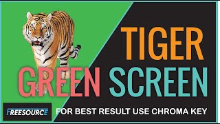 Tigre Green Screen Video Copyright Free Videos For More Visit In Freesource