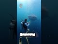 A giant whale shark almost swallowed me 🫣🦈🤿                               🎥: TikTok / mantadivegilit