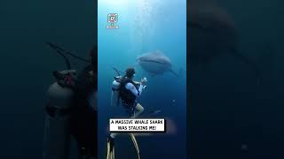 A giant whale shark almost swallowed me 🫣🦈🤿                               🎥: TikTok / mantadivegilit