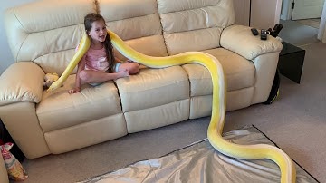6 year old retains control of 16ft Reticulated Python