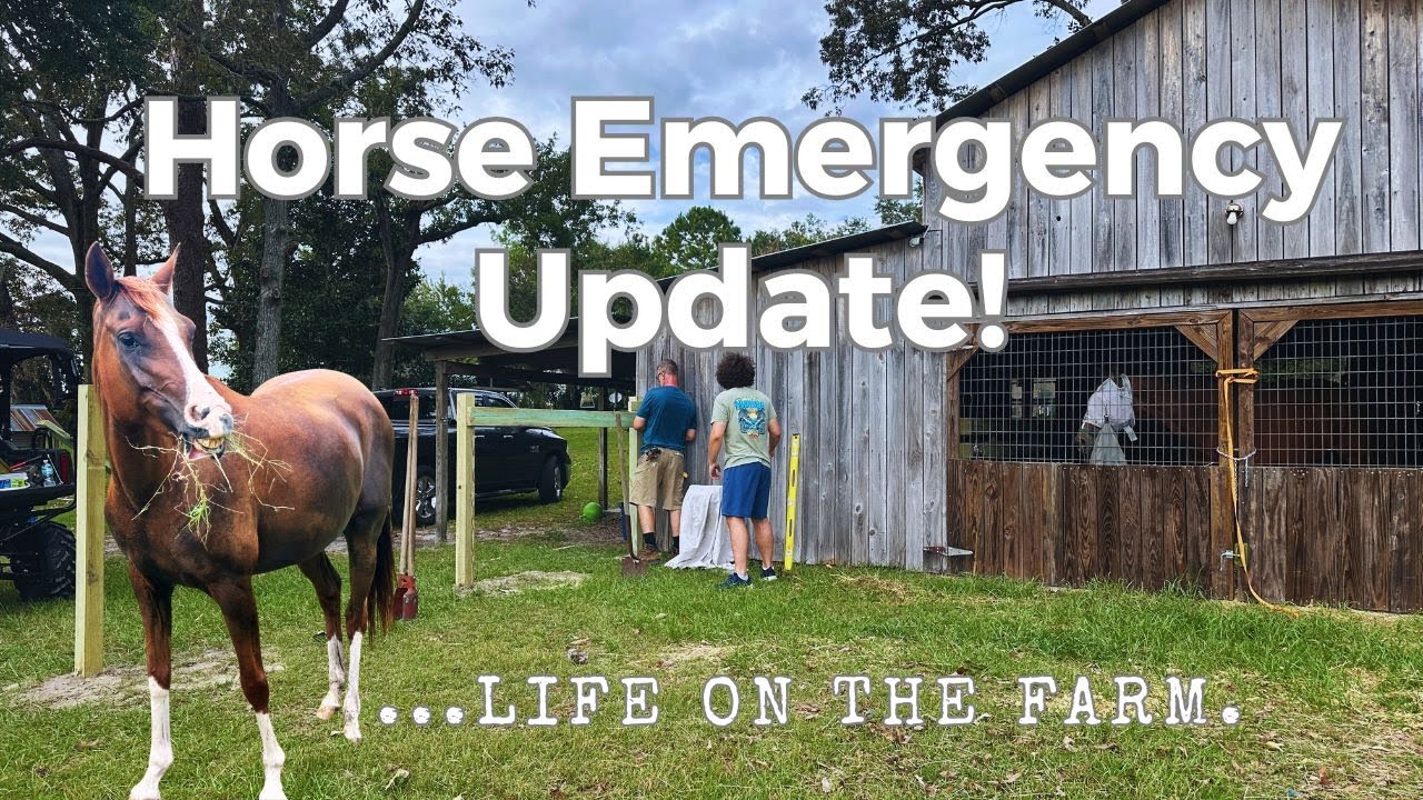 Horse Hoof Recovery Update | BeeGee’s Vet Visit & New Pen Area Build 🐴