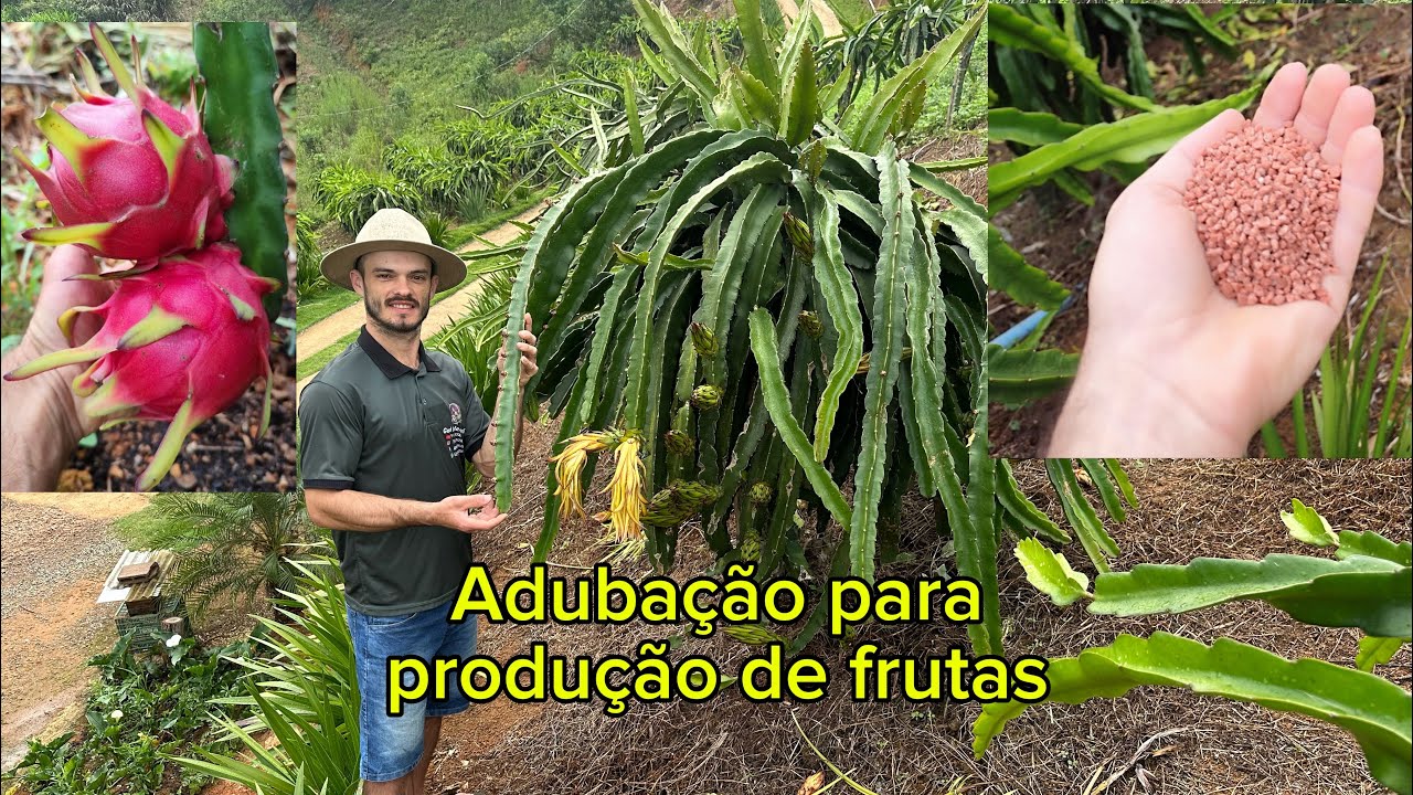 Adubação da pitaya em produção, super dicas…